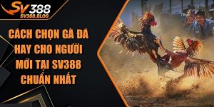 Cách Chọn Gà Đá Hay Cho Người Mới