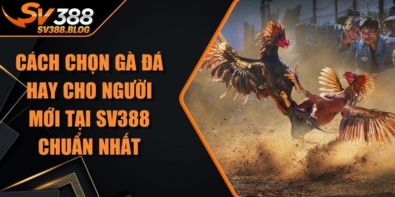 Cách Chọn Gà Đá Hay Cho Người Mới