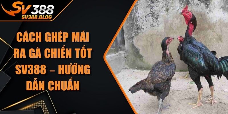 Cách Ghép Mái Ra Gà Chiến Tốt