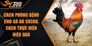 Cách Phòng Bệnh Cho Gà Đá