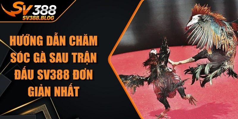 Hướng Dẫn Chăm Sóc Gà Sau Trận Đấu