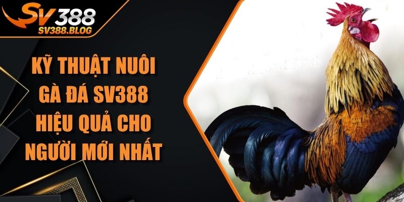 Kỹ Thuật Nuôi Gà Đá