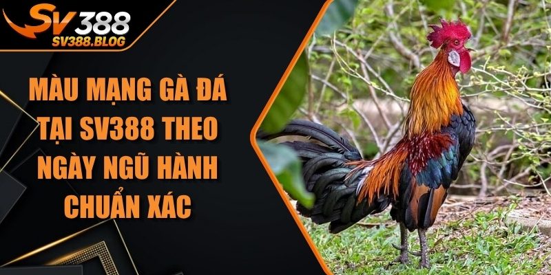 Màu Mạng Gà Đá