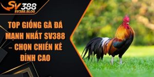 Top Giống Gà Đá Mạnh Nhất