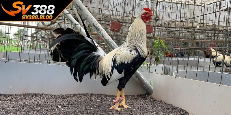 Tầm quan trọng của  bí quyết nuôi gà chiến sung đòn