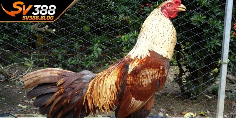 Cách chọn gà đá hay cho người mới từ ngoại hình và thần thái