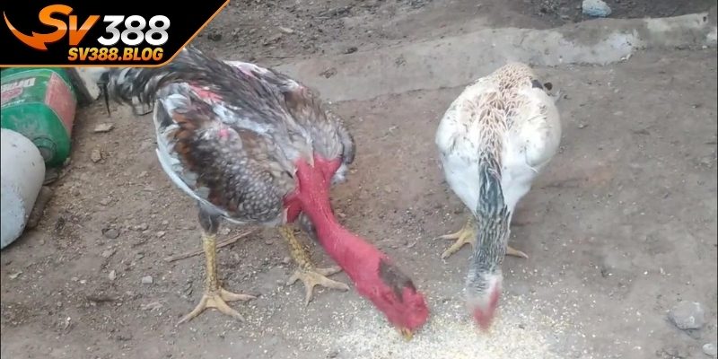 Hiểu đúng bản chất của việc ghép mái ra gà chiến tốt