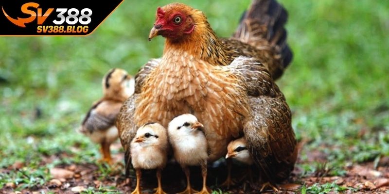 Phương pháp ghép mái ra gà chiến tốt và các lưu ý