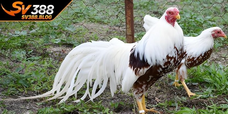 Quy trình thực hiện cách ghép mái ra gà chiến tốt hiệu quả