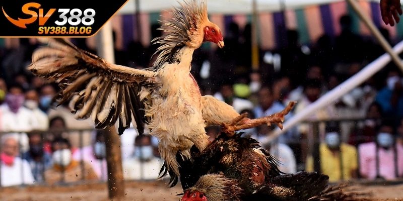 Sự cuốn hút đến từ hình thức đá gà cựa dao