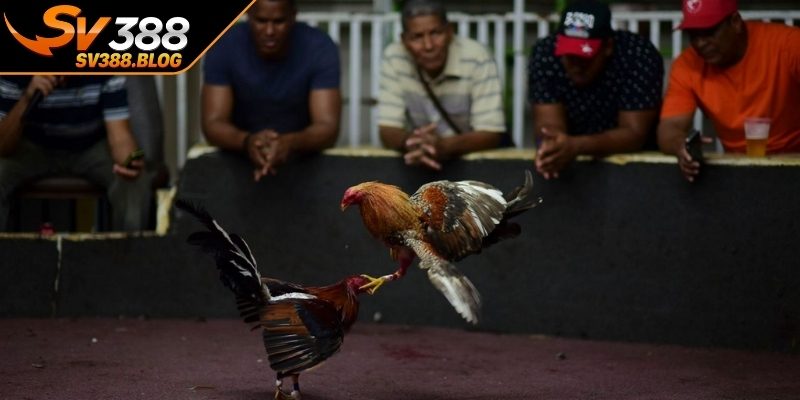 Khám phá toàn diện về hình thức đá gà cựa sắt