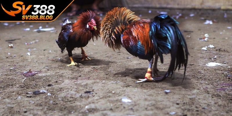 Quy định thi đấu cược thủ cần nắm rõ 