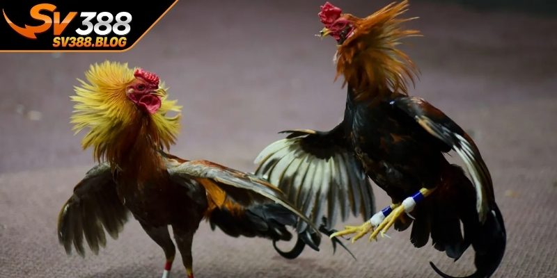 Xử lý trường hợp gà bị thương