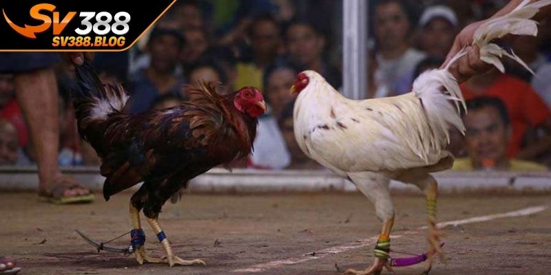 Quan sát lối đá chiến kê