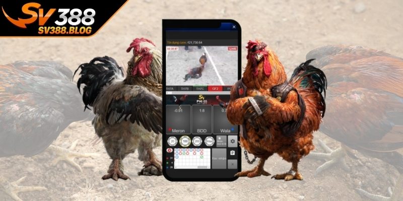 Cách tham gia đá gà online hạn chế rủi ro