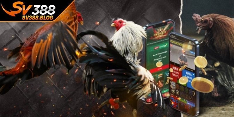 Góc nhìn tổng thể về đá gà online và quy định pháp luật