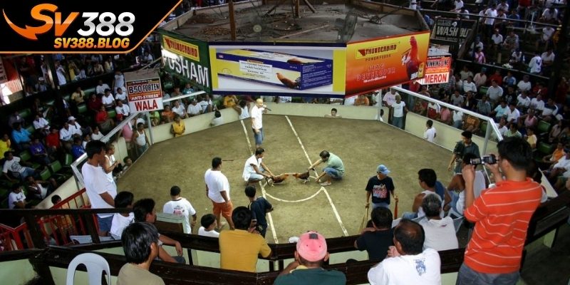 Hình thức đá gà thomo có điểm gì hấp dẫn? 