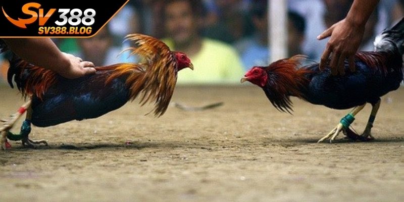 Cập nhật những quy định tham gia mới nhất 