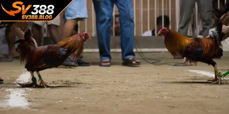 Công bố kết quả và thanh toán