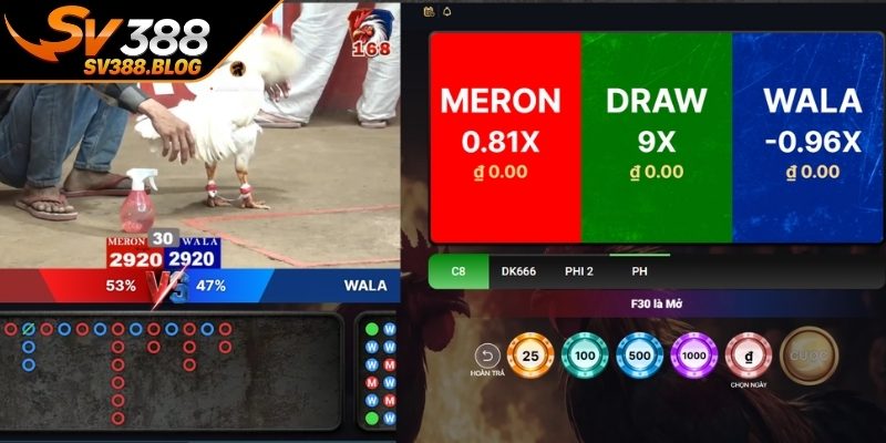 Một số thông tin quan trọng về đá gà trực tiếp