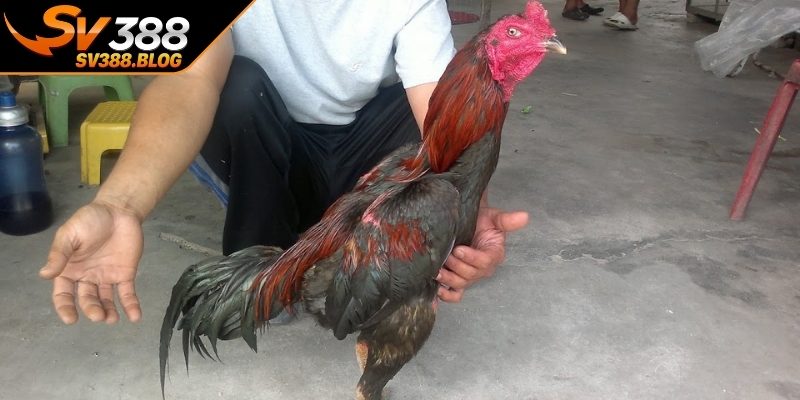 Những lưu ý quan trọng để duy trì phong độ chiến kê