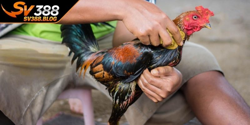Chăm sóc đúng cách giúp chiến kê duy trì phong độ đỉnh cao