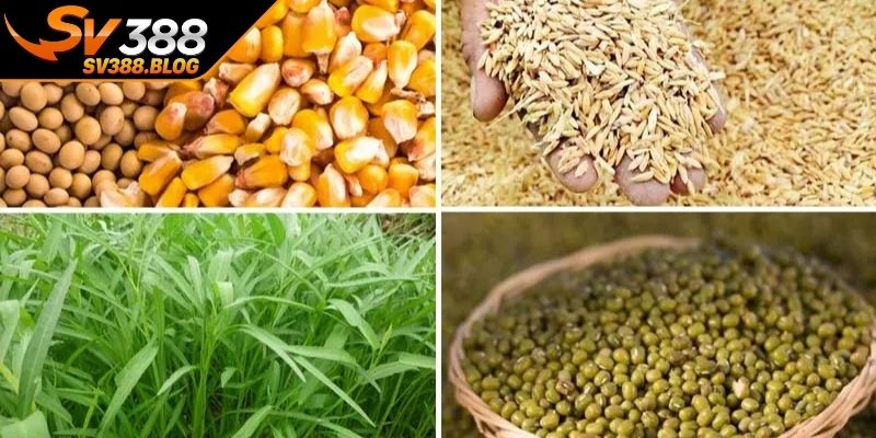 Kinh nghiệm nuôi gà đá về chế độ dinh dưỡng