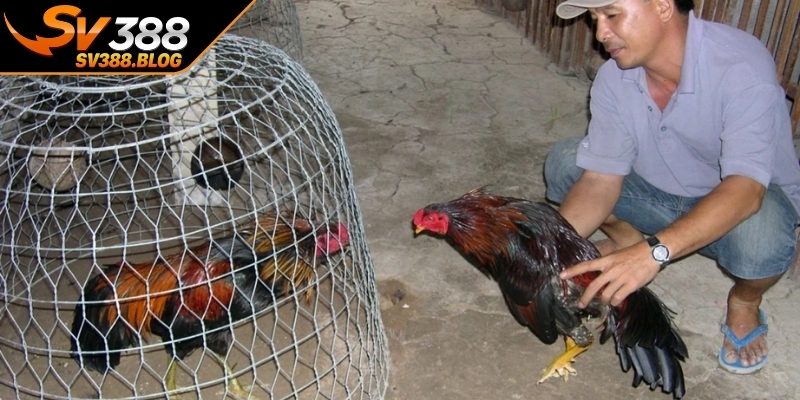 Quản lý và huấn luyện chiến kê trước khi thi đấu