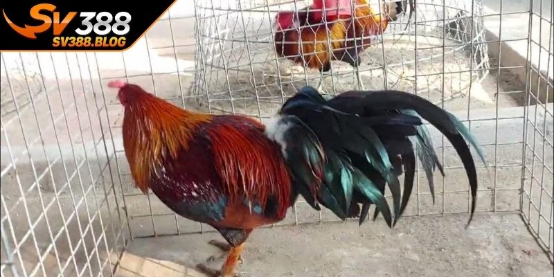 Nền tảng chọn giống và nhân đàn trong kỹ thuật nuôi gà đá
