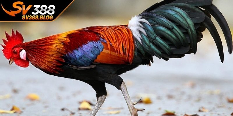 Đặc điểm từng màu mạng và cách khai thác hiệu quả