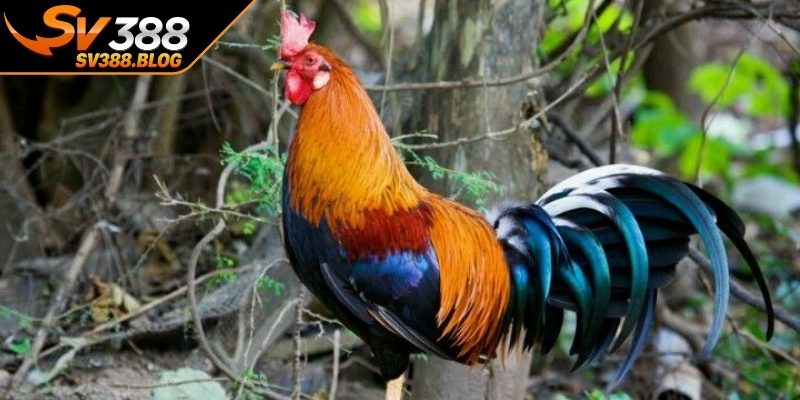 Hiểu đúng chi tiết kiểu xem màu mạng gà đá