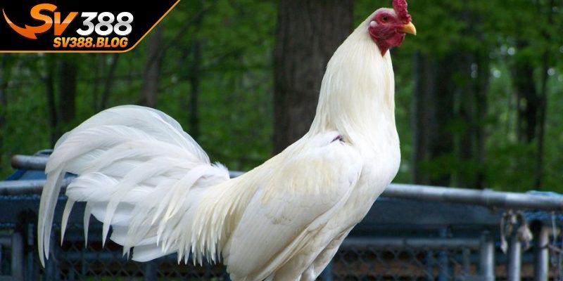 Kinh nghiệm lựa chọn và phát triển chiến kê hiệu quả